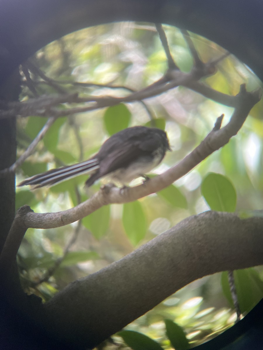 Gray Fantail - ML628574698