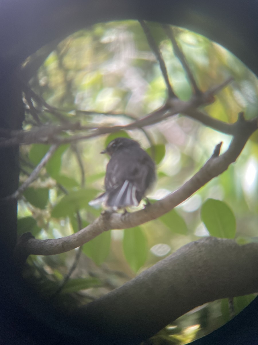 Gray Fantail - ML628574699