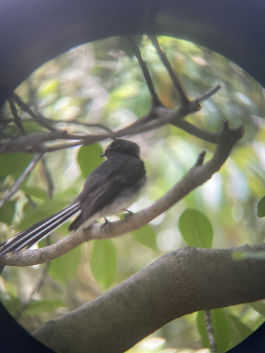 Gray Fantail - ML628574700