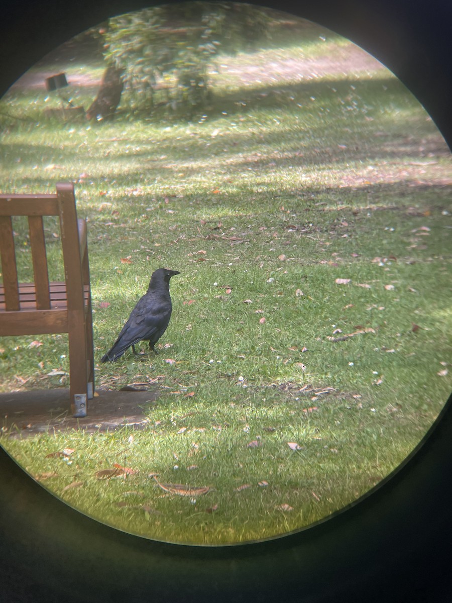 Forest Raven - ML628574706