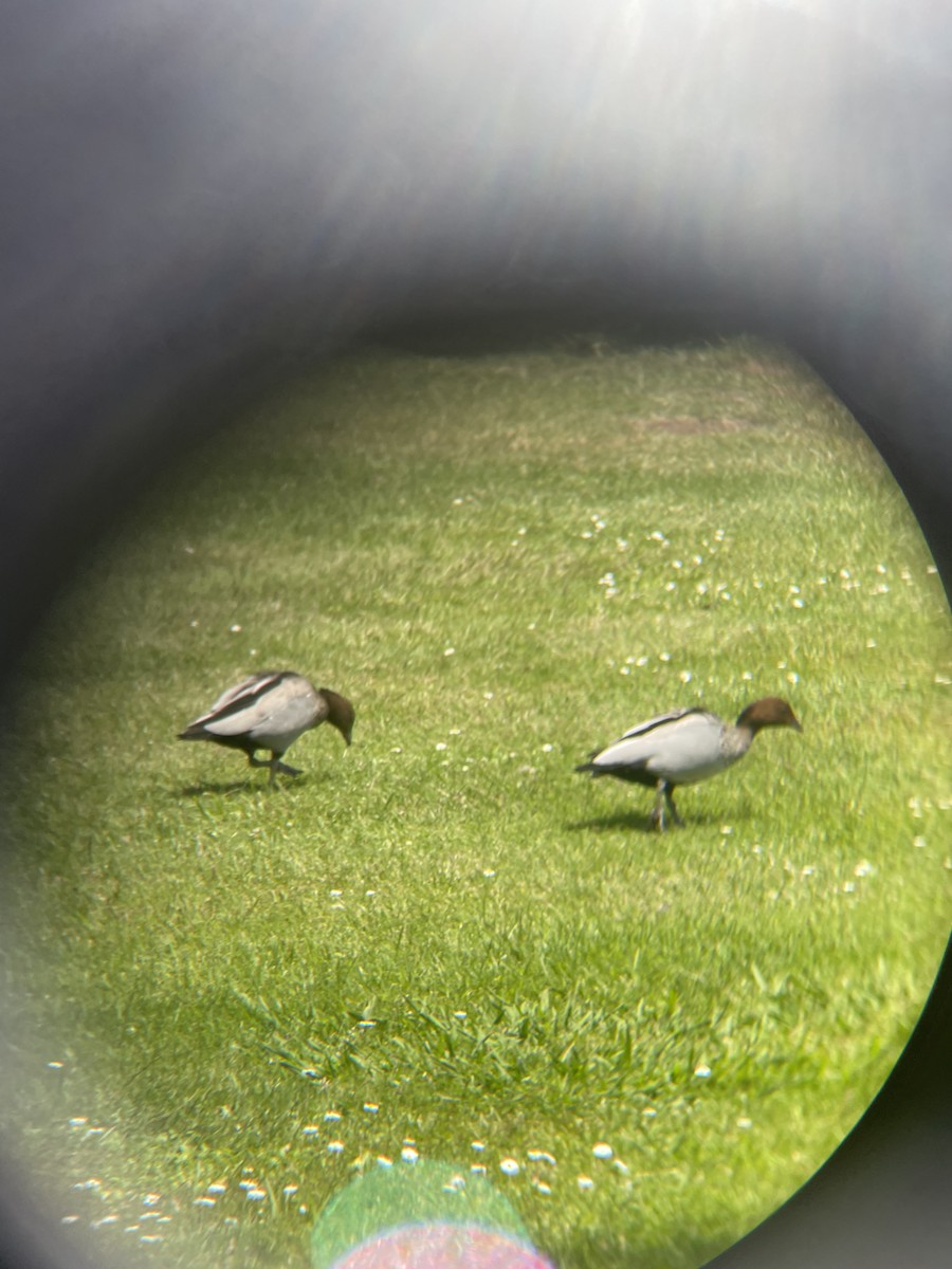 Maned Duck - ML628574719