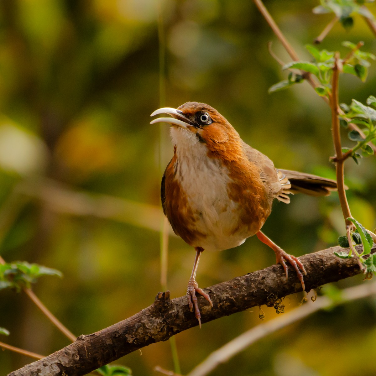 Rusty-cheeked Scimitar-Babbler - ML628574856