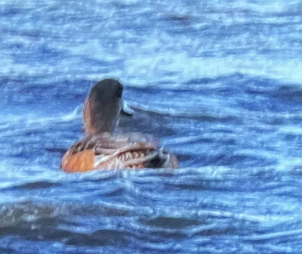Canard d'Amérique - ML628575070