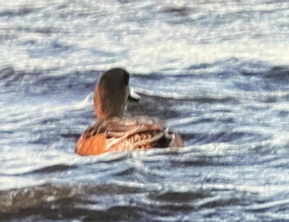 Canard d'Amérique - ML628575071