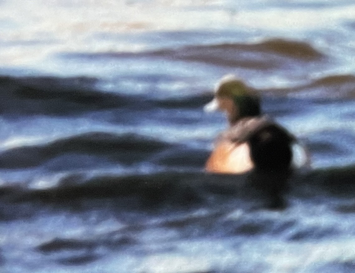Canard d'Amérique - ML628575072