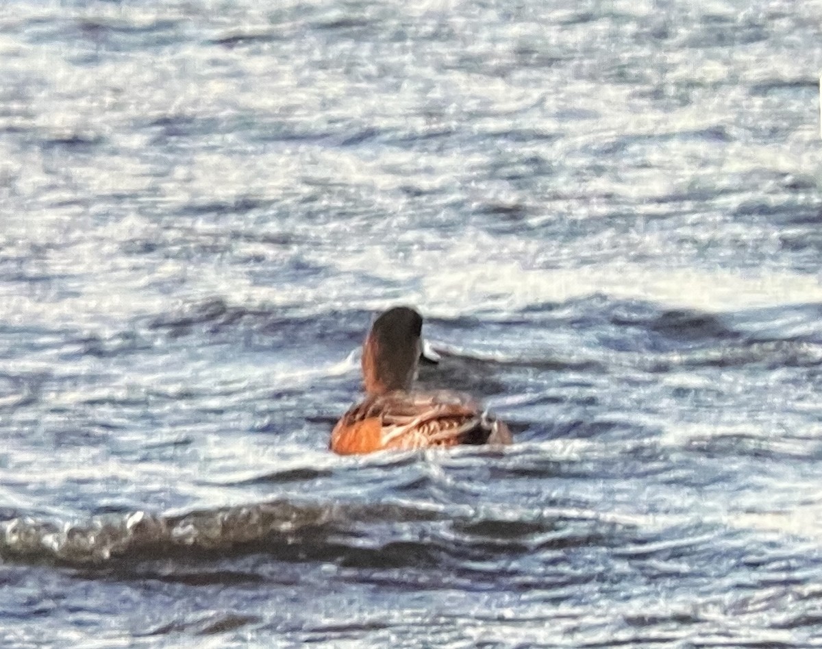 Canard d'Amérique - ML628575074
