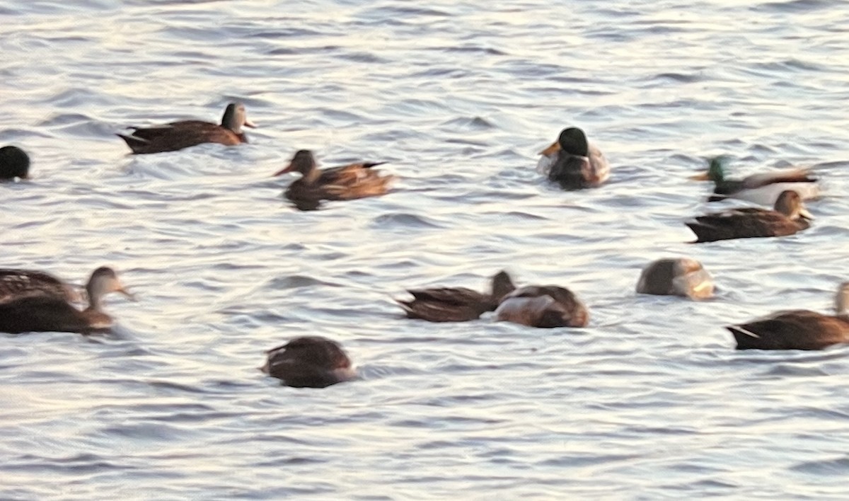 Canard noir - ML628575189