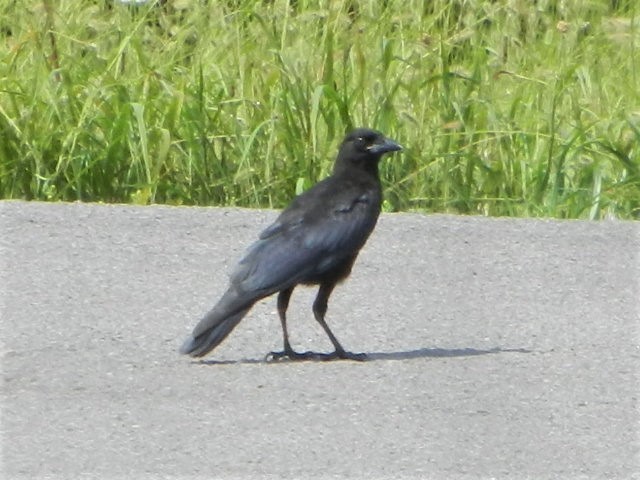 American Crow - ML62857521