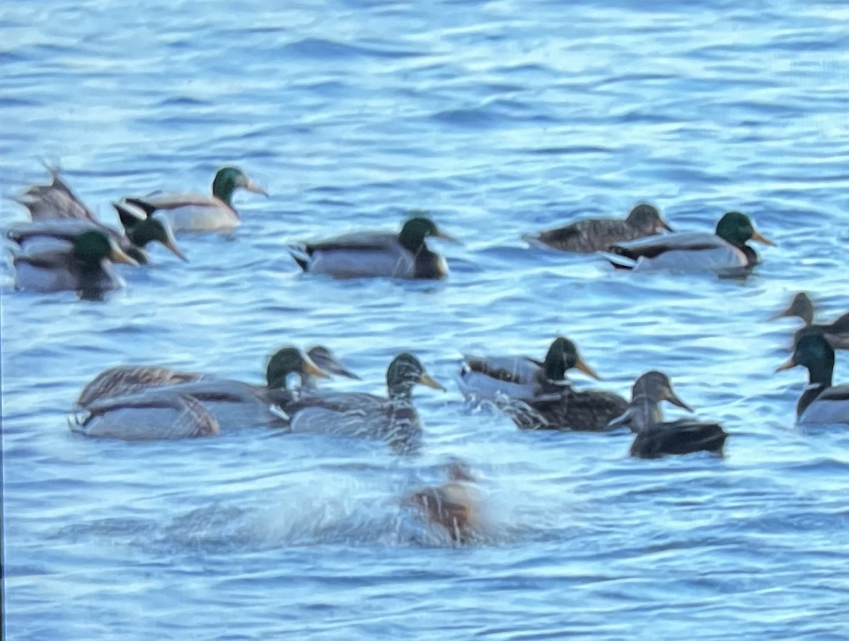 Canard colvert - ML628575298