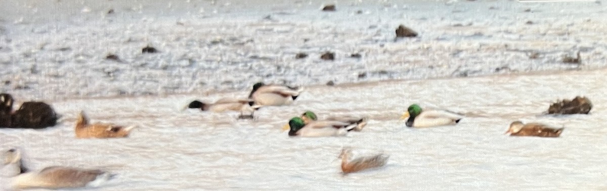 Canard colvert - ML628575324
