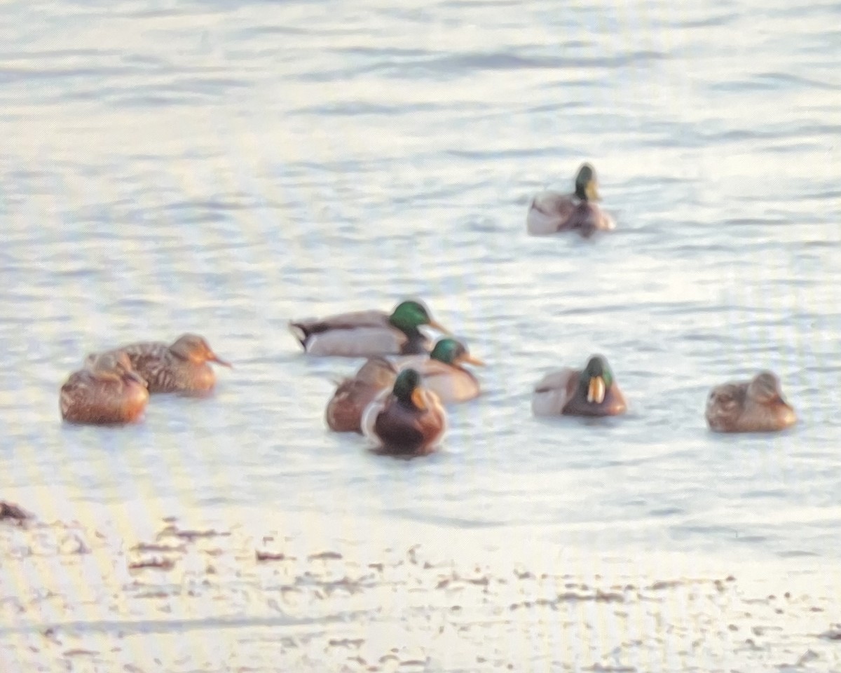 Canard colvert - ML628575350