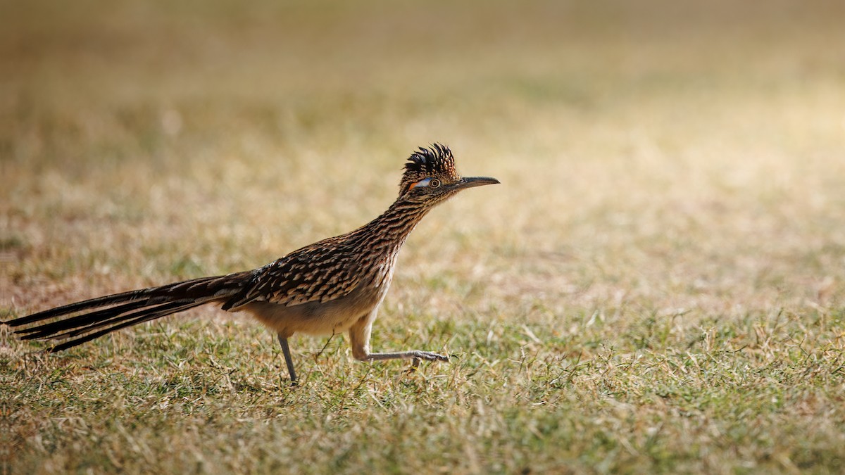 Greater Roadrunner - ML628575388