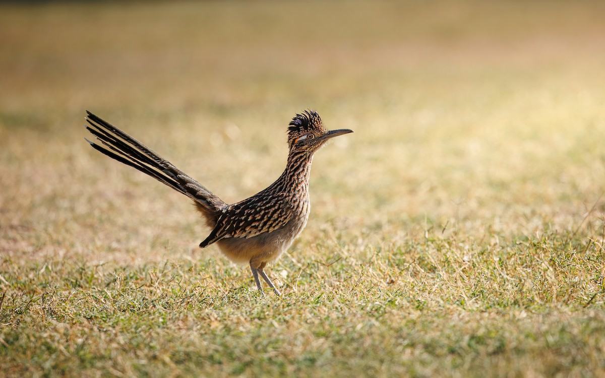 Greater Roadrunner - ML628575389