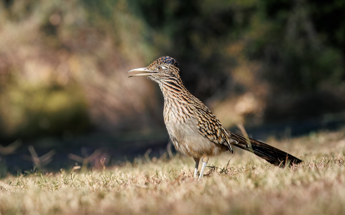 Greater Roadrunner - ML628575391