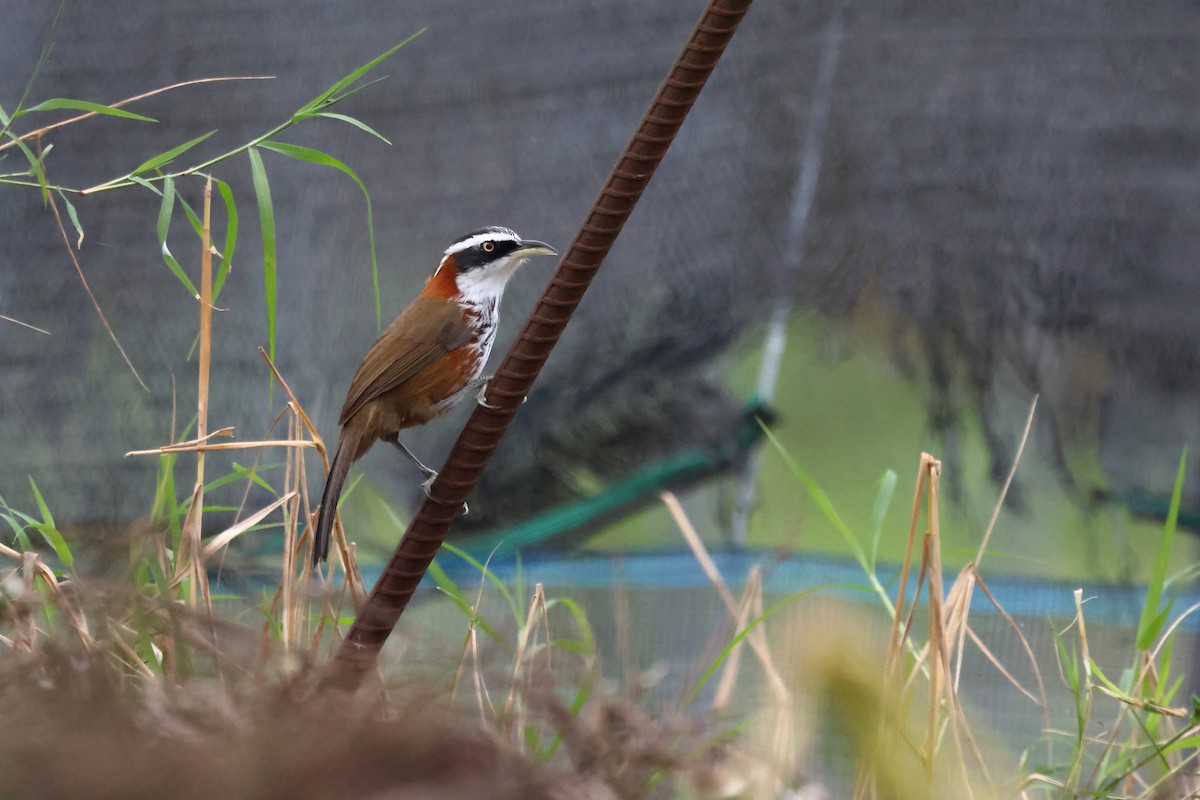 Taiwan Scimitar-Babbler - ML628575403