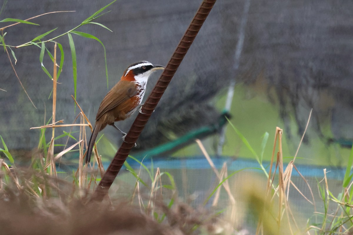 Taiwan Scimitar-Babbler - ML628575404