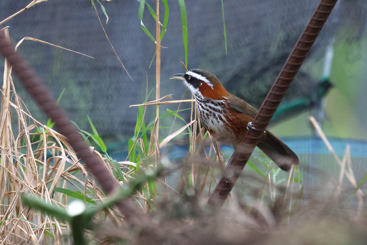 Taiwan Scimitar-Babbler - ML628575405