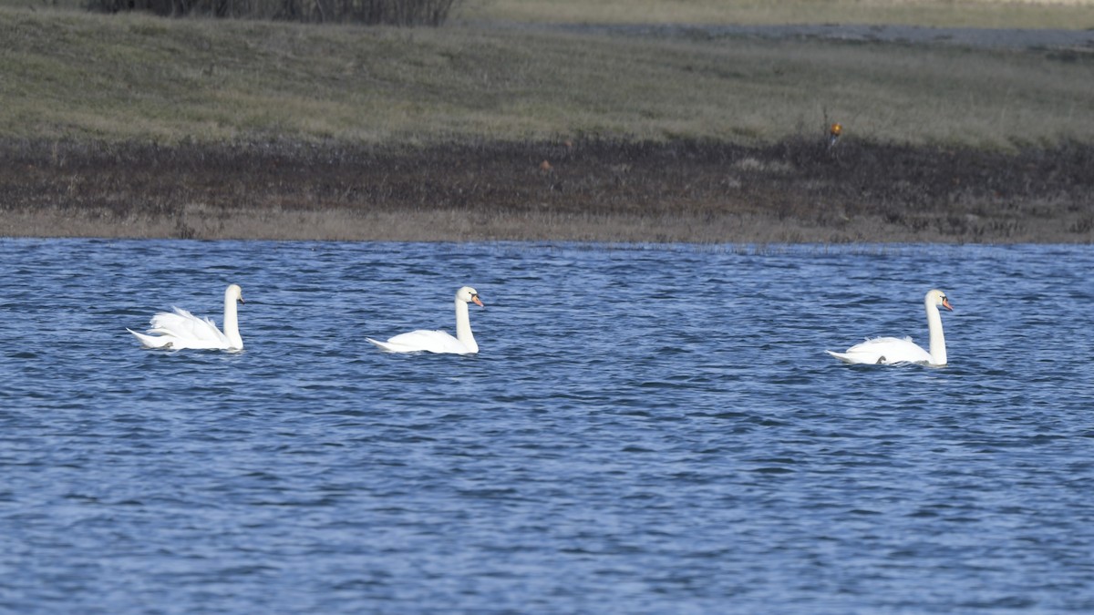 Höckerschwan - ML628575408