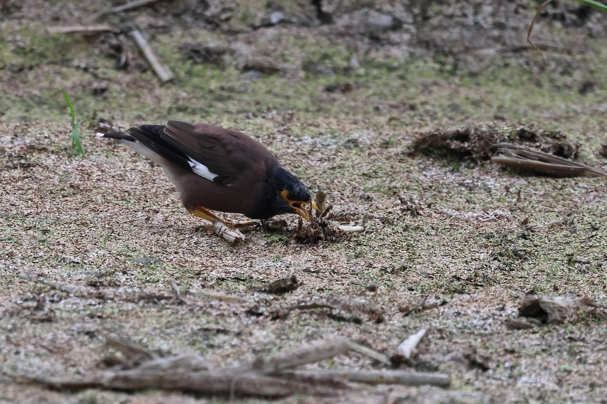 Common Myna - ML628575412