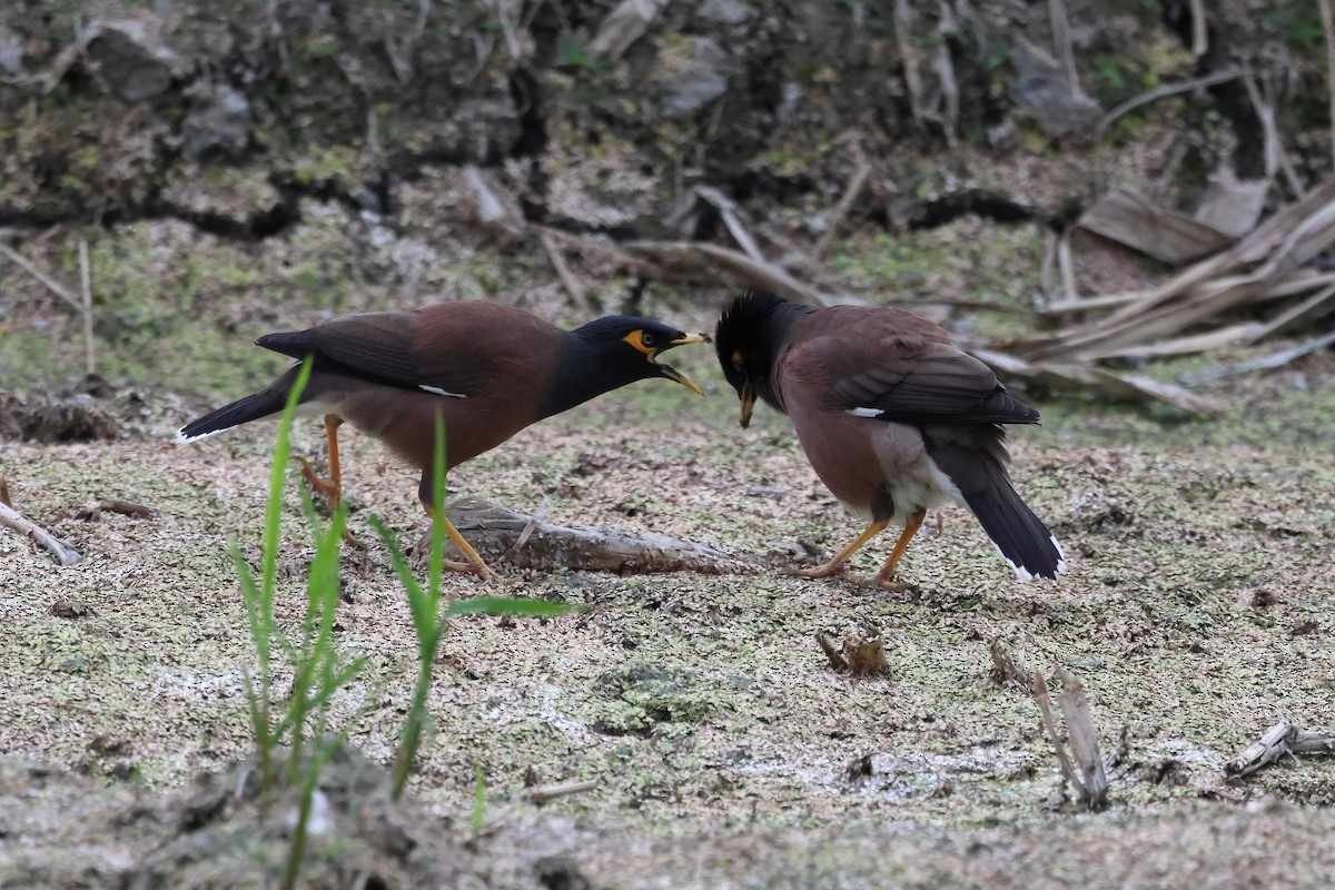 Common Myna - ML628575413