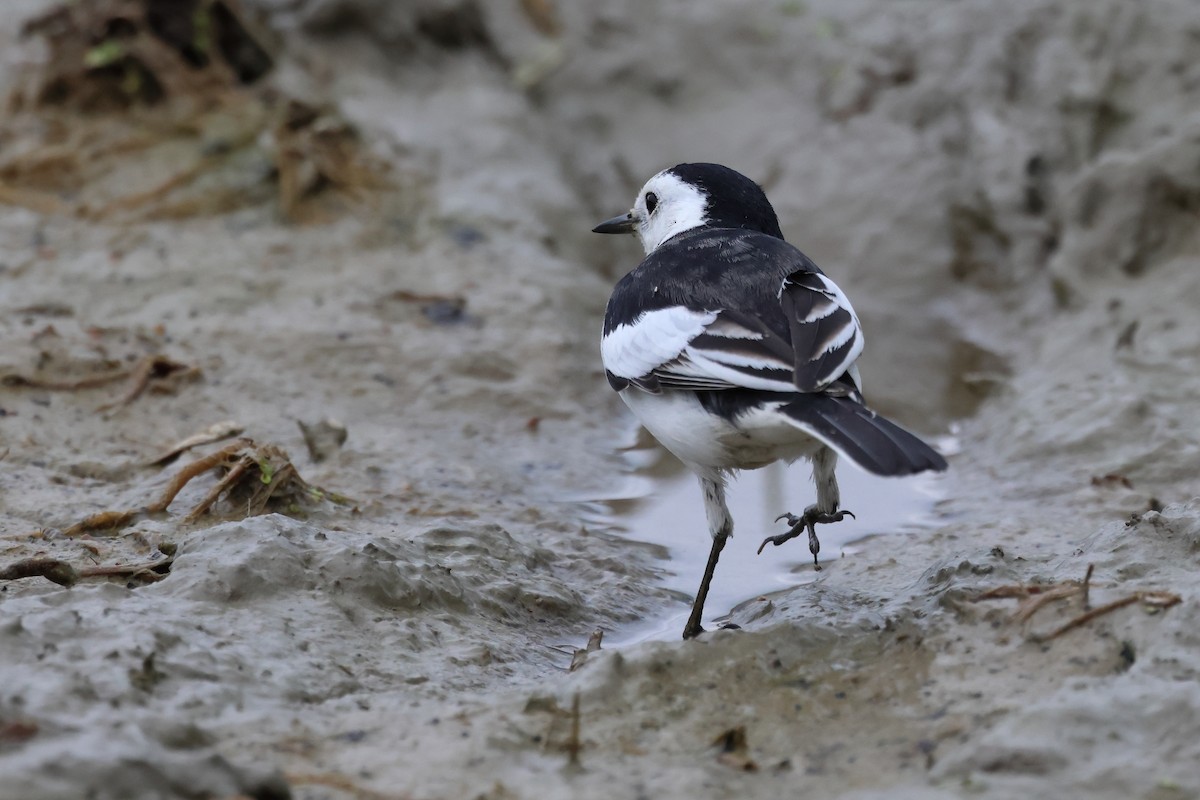 White Wagtail - ML628575428