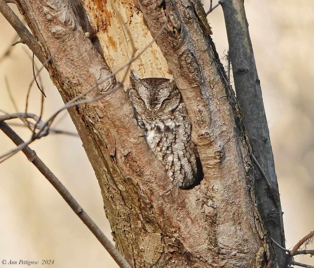 Eastern Screech-Owl - ML628575446