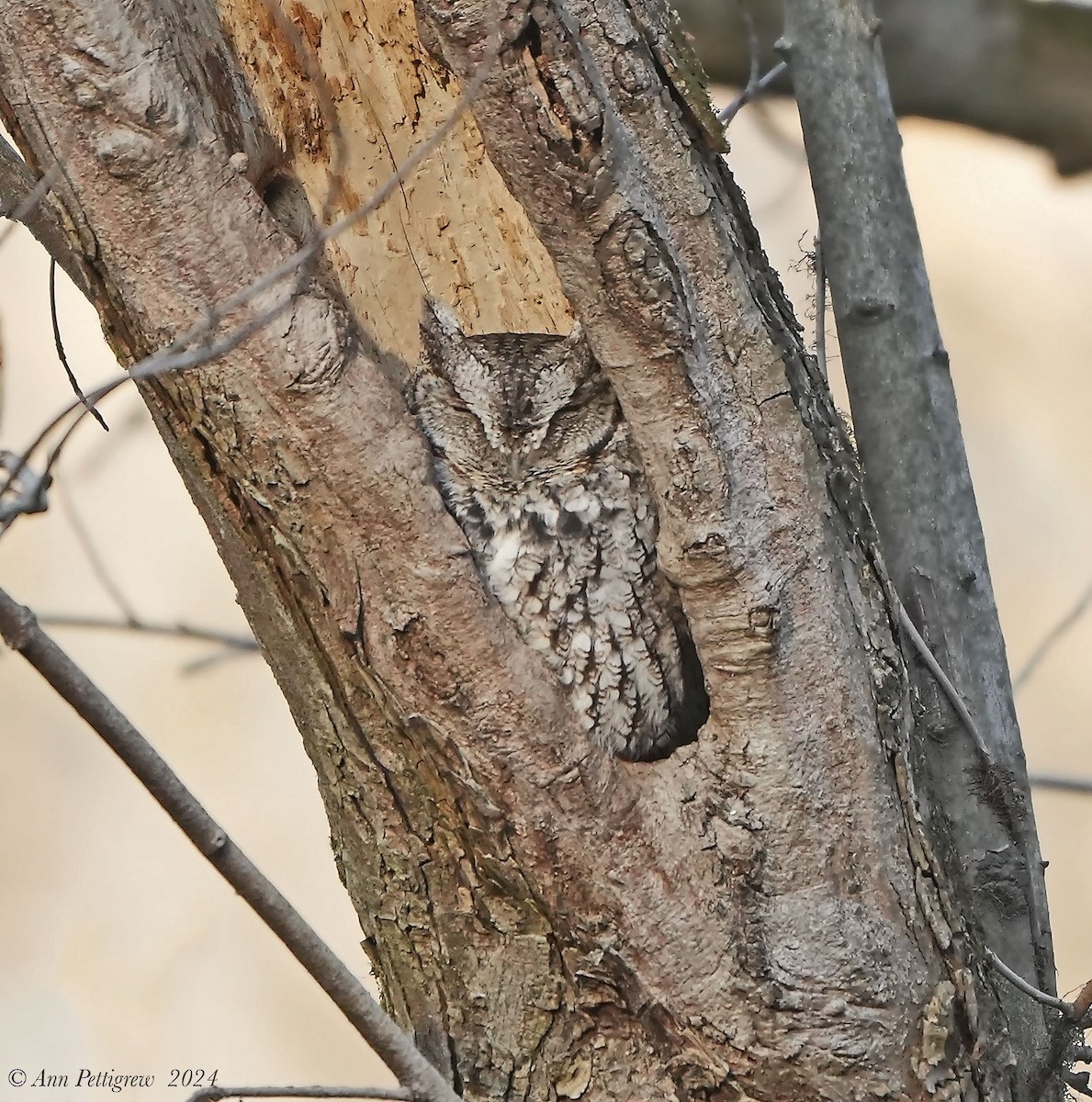 Eastern Screech-Owl - ML628575459