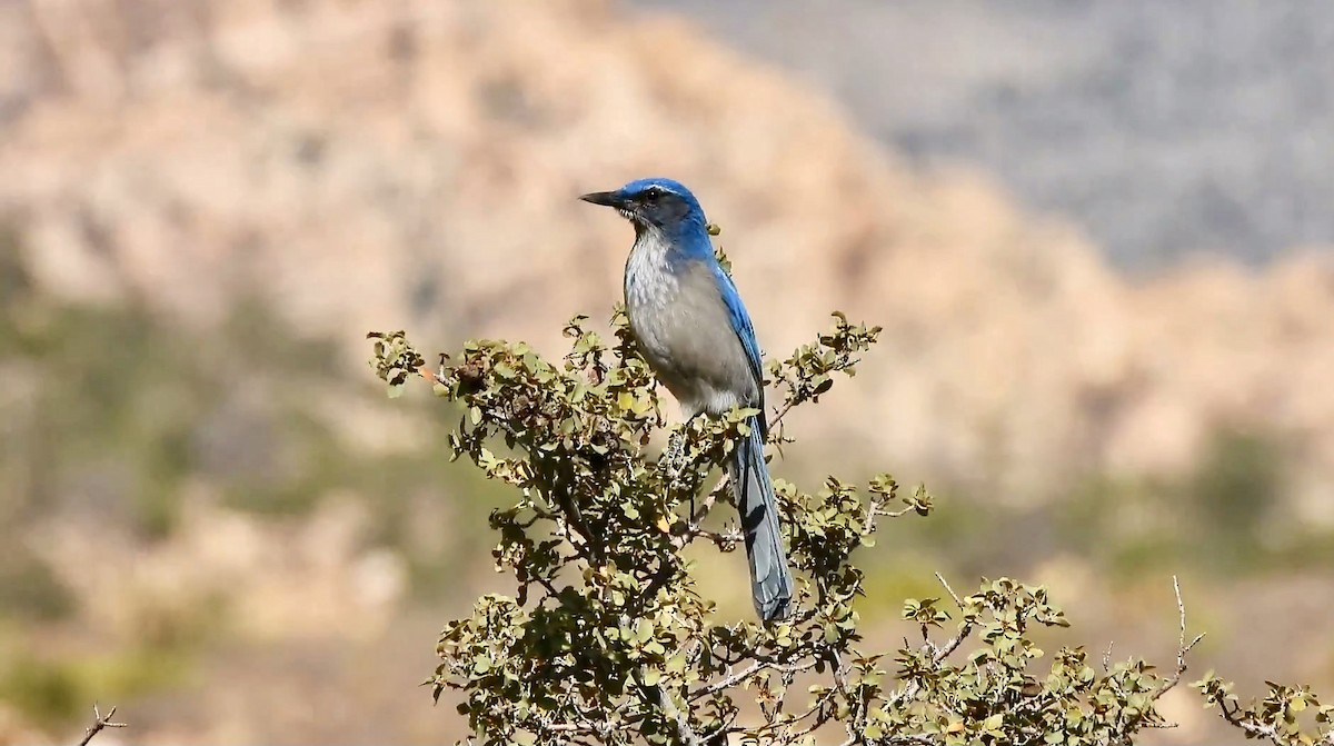 Pinyon Jay - ML628575482