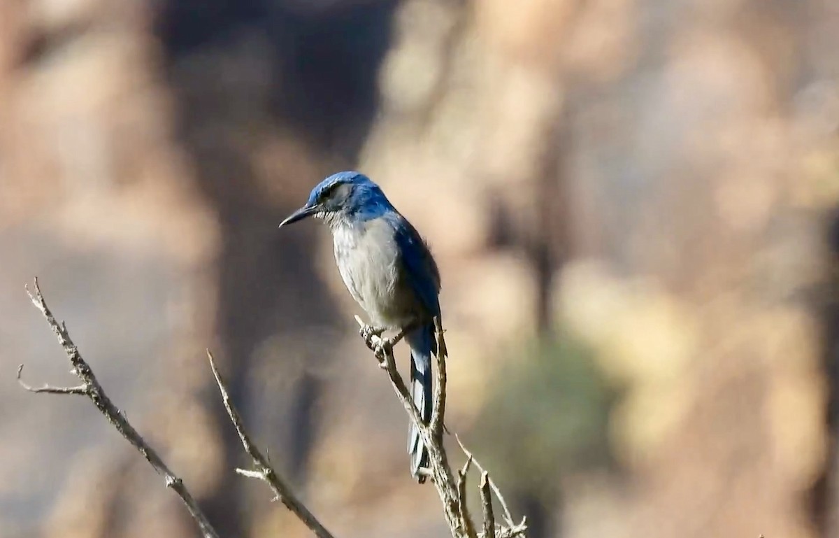 Pinyon Jay - ML628575483