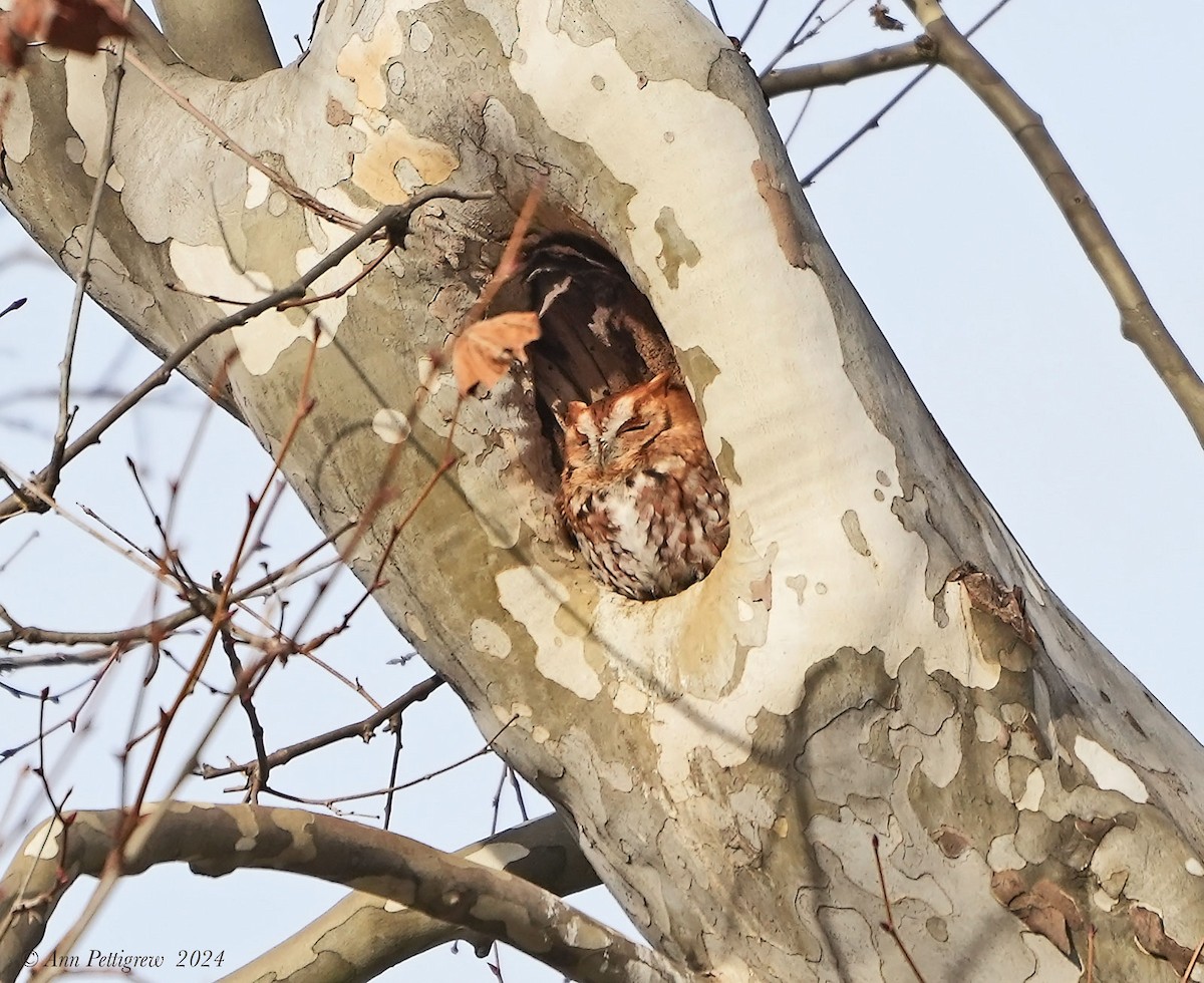 Eastern Screech-Owl - ML628575490