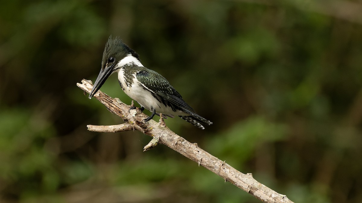 Amazon Kingfisher - ML628575493