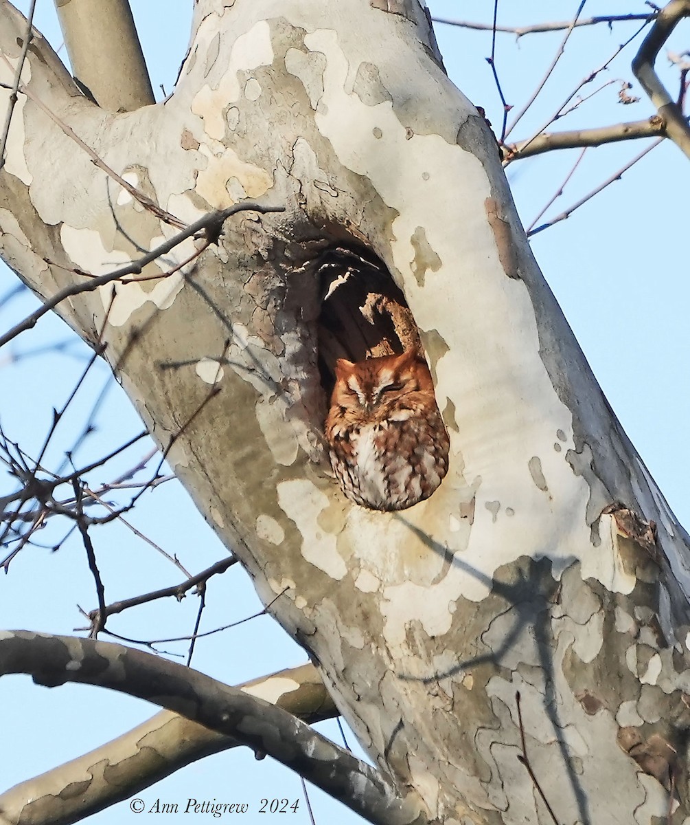 Eastern Screech-Owl - ML628575505