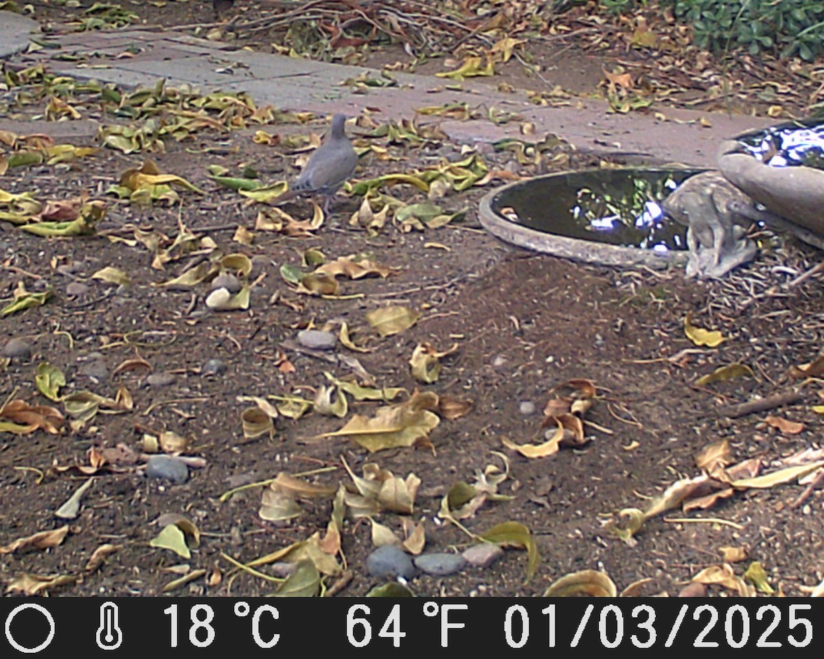 White-winged Dove - ML628575544