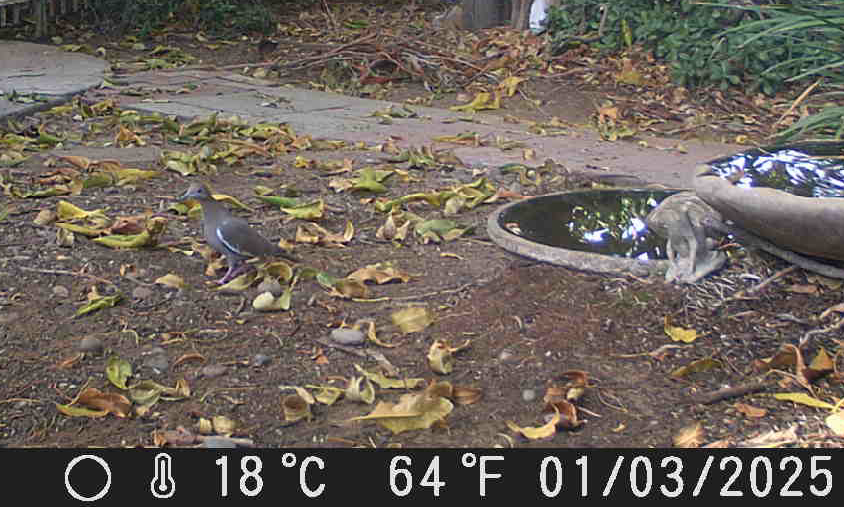 White-winged Dove - ML628575545