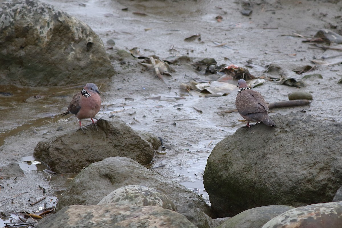Spotted Dove - ML628575609