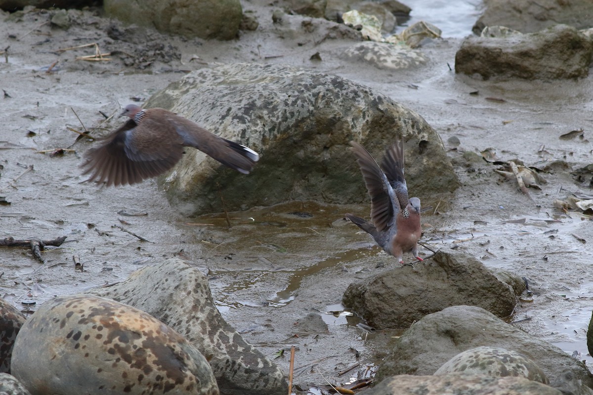 Spotted Dove - ML628575610