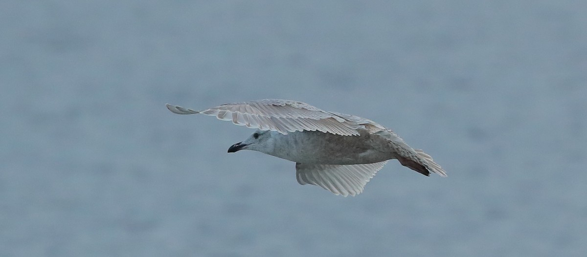 Iceland Gull (Thayer's) - ML628575614