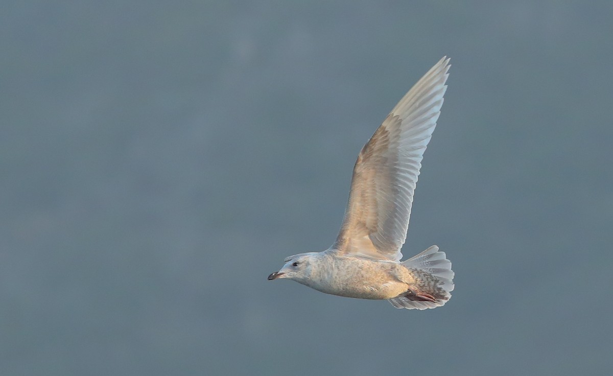 Iceland Gull (Thayer's) - ML628575615
