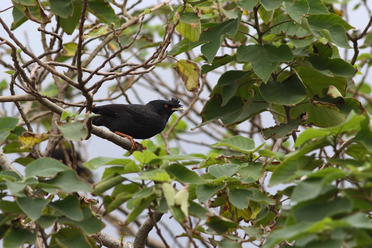 Crested Myna - ML628575624