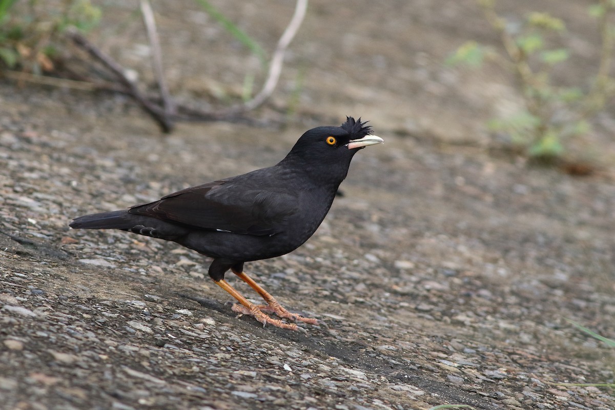 Crested Myna - ML628575625