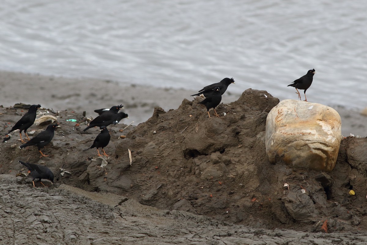 Crested Myna - ML628575626
