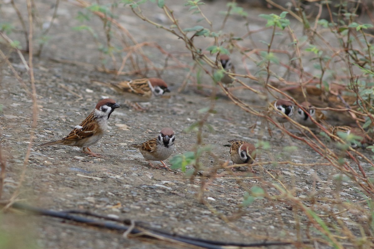 Eurasian Tree Sparrow - ML628575633