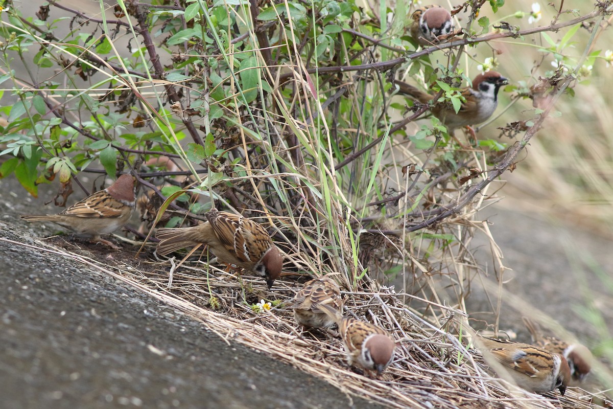 Eurasian Tree Sparrow - ML628575634