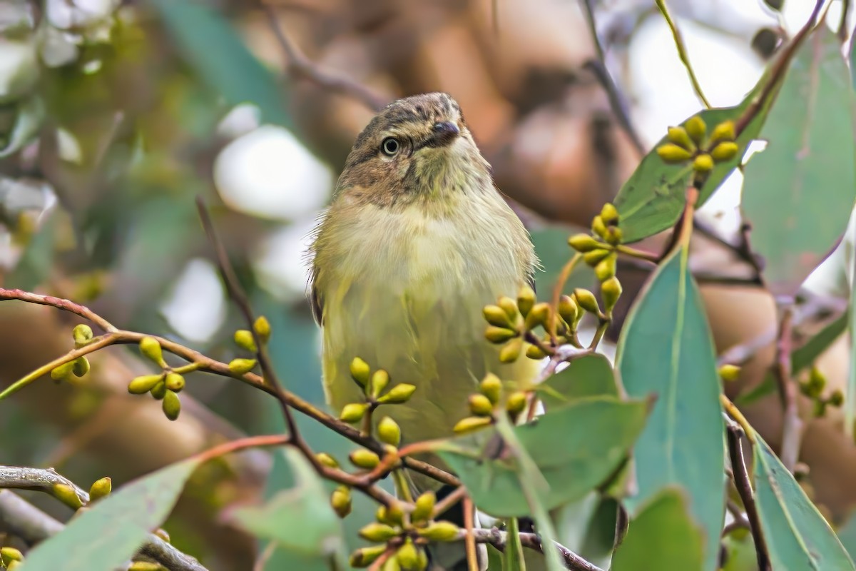 Weebill - ML628575652