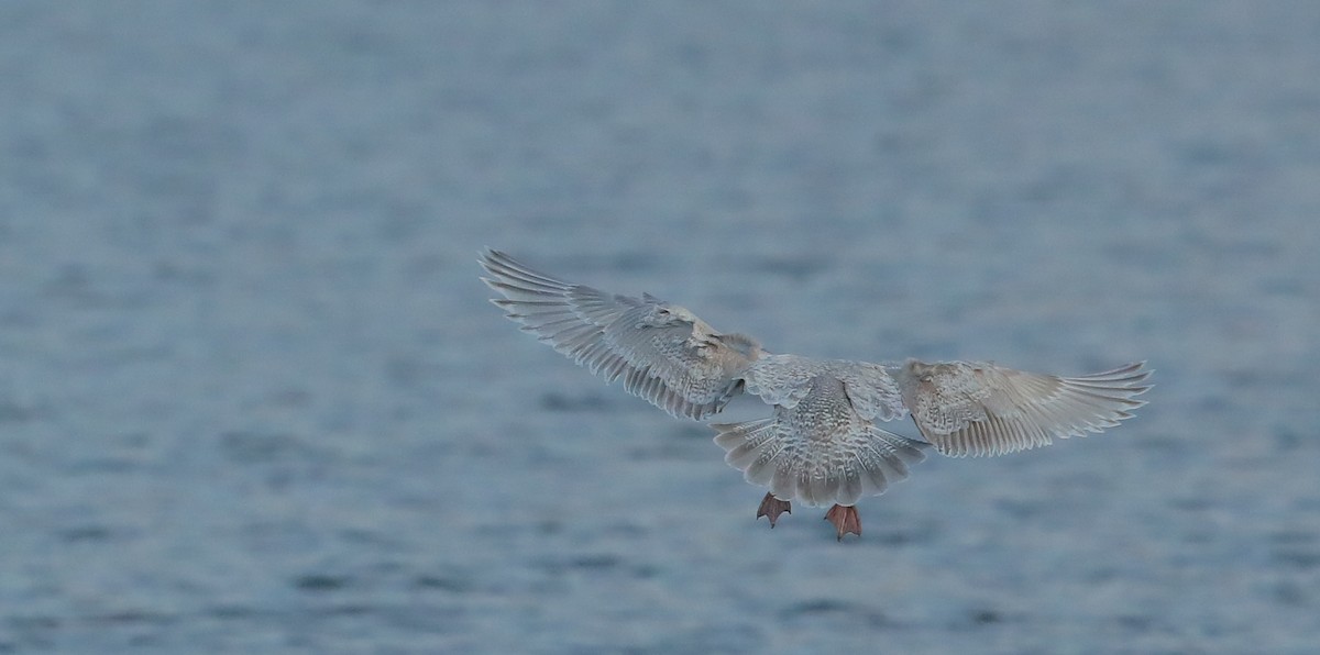 Iceland Gull (Thayer's) - ML628575690