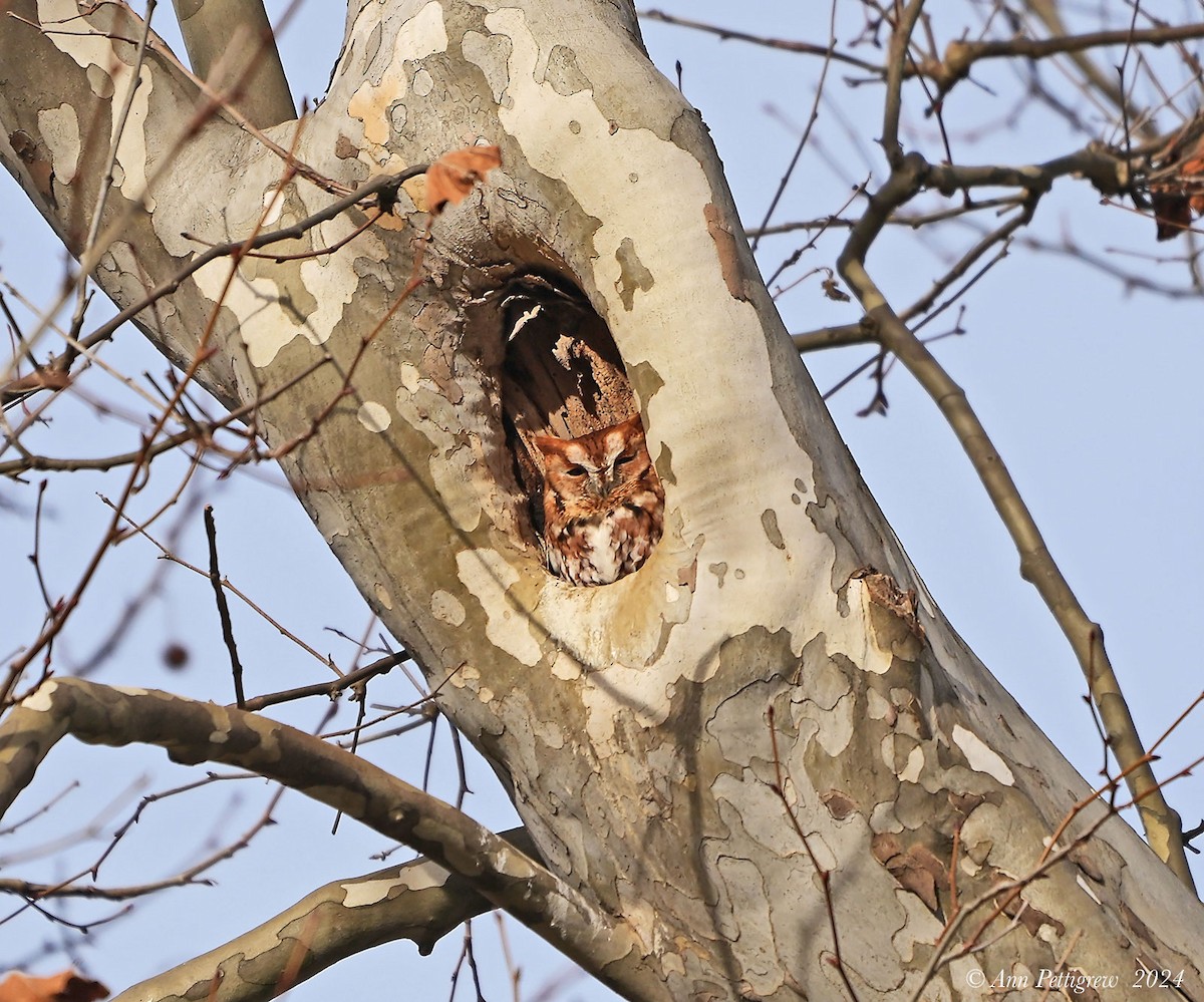 Eastern Screech-Owl - ML628575744