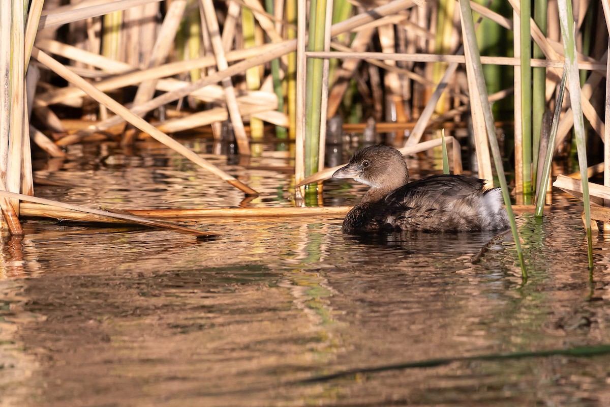 Pied-billed Grebe - ML628575902