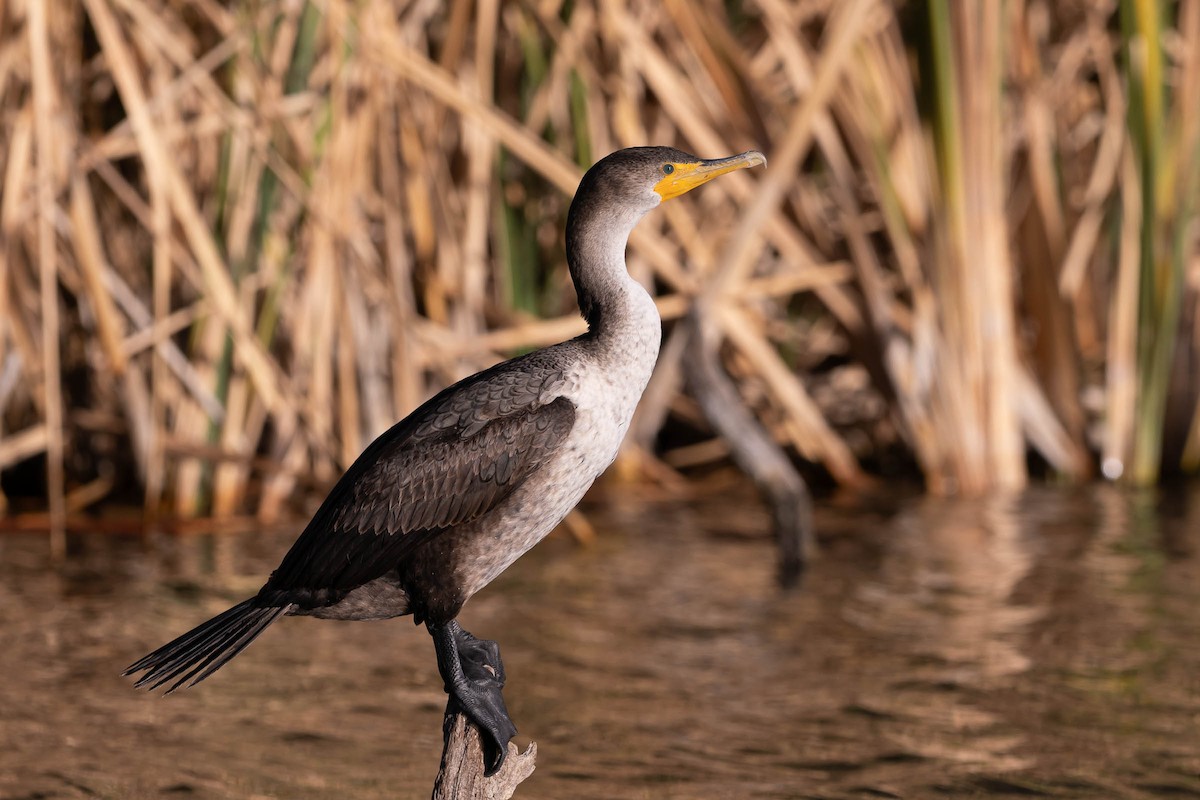 Double-crested Cormorant - ML628575912