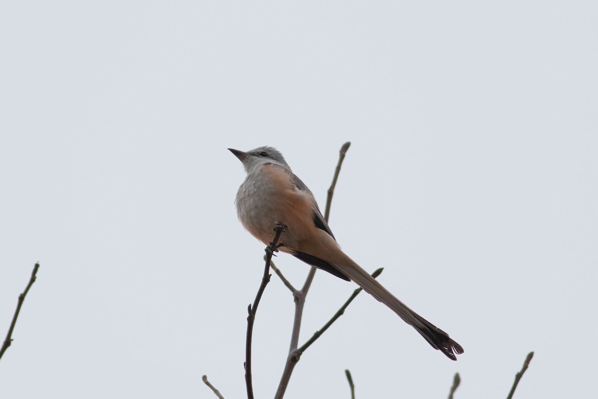 Scissor-tailed Flycatcher - ML628575913