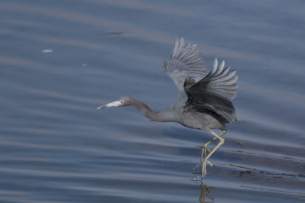 Little Blue Heron - ML628575958